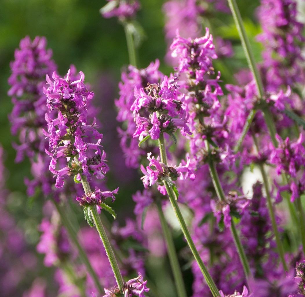 Betony flower seeds