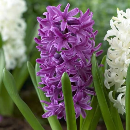 Violet Hyacinth flower seeds