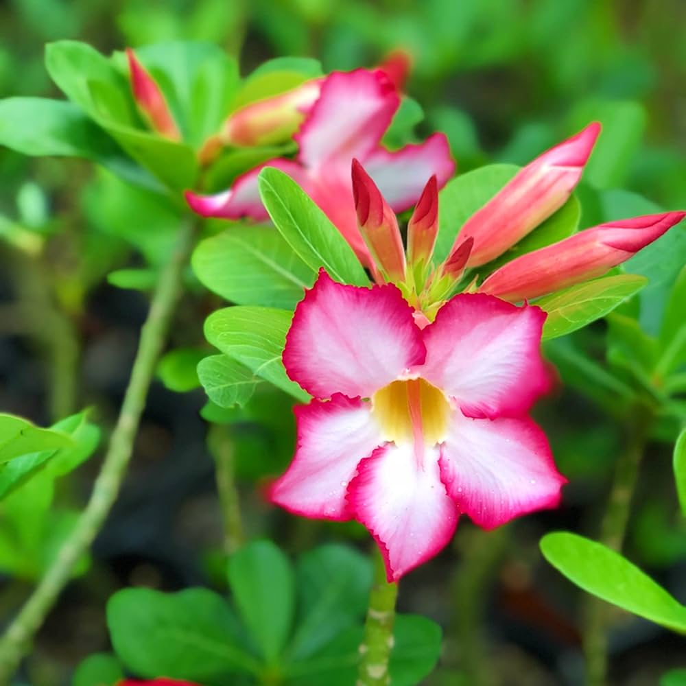 Adenium Fragrant flower seeds