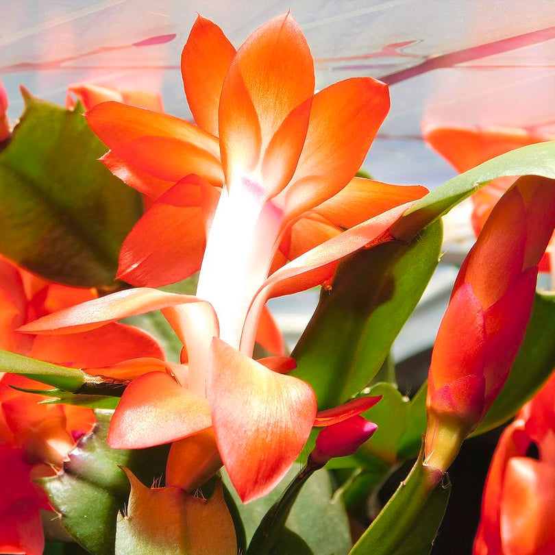 Dark Orange flower seeds