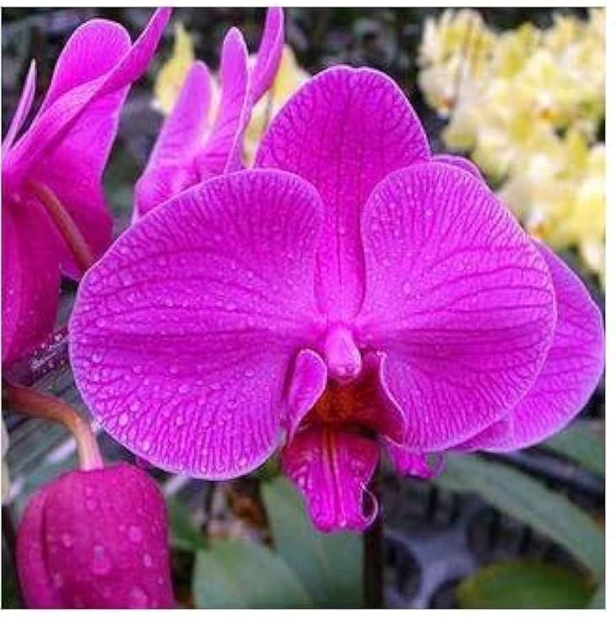 Thick Pink flower seeds