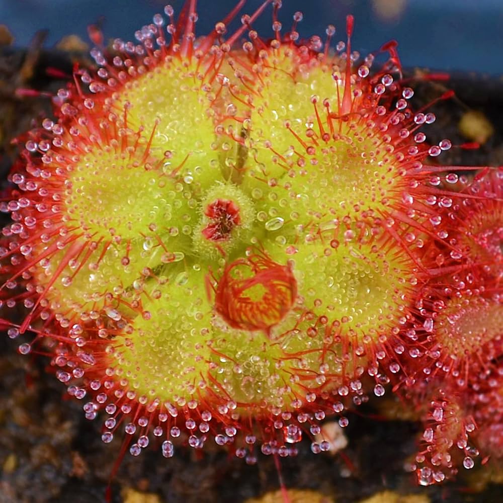 Sundew flower seeds