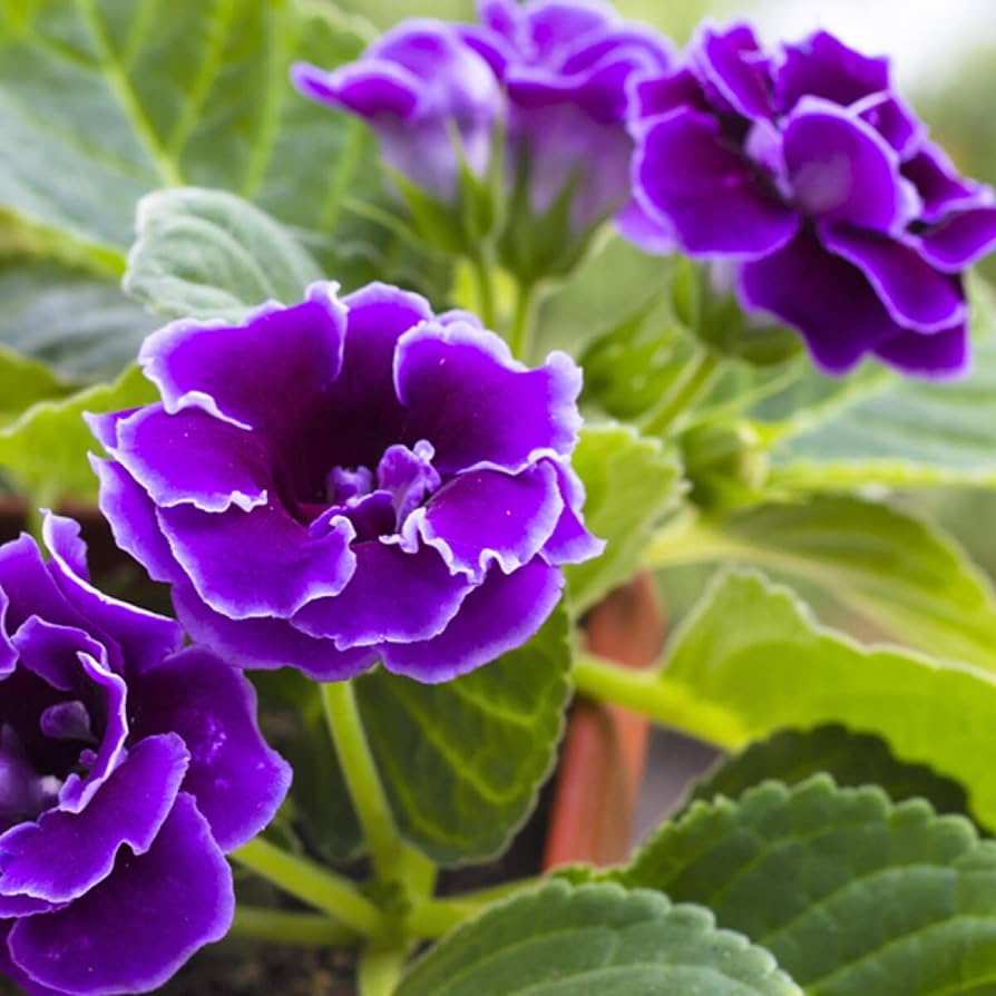 Sinningia flower seeds