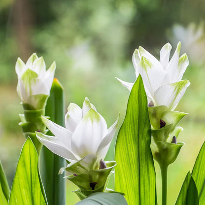 Curcuma Longa flower seeds