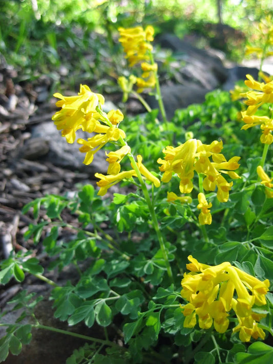Yellow Corydalis flower seeds