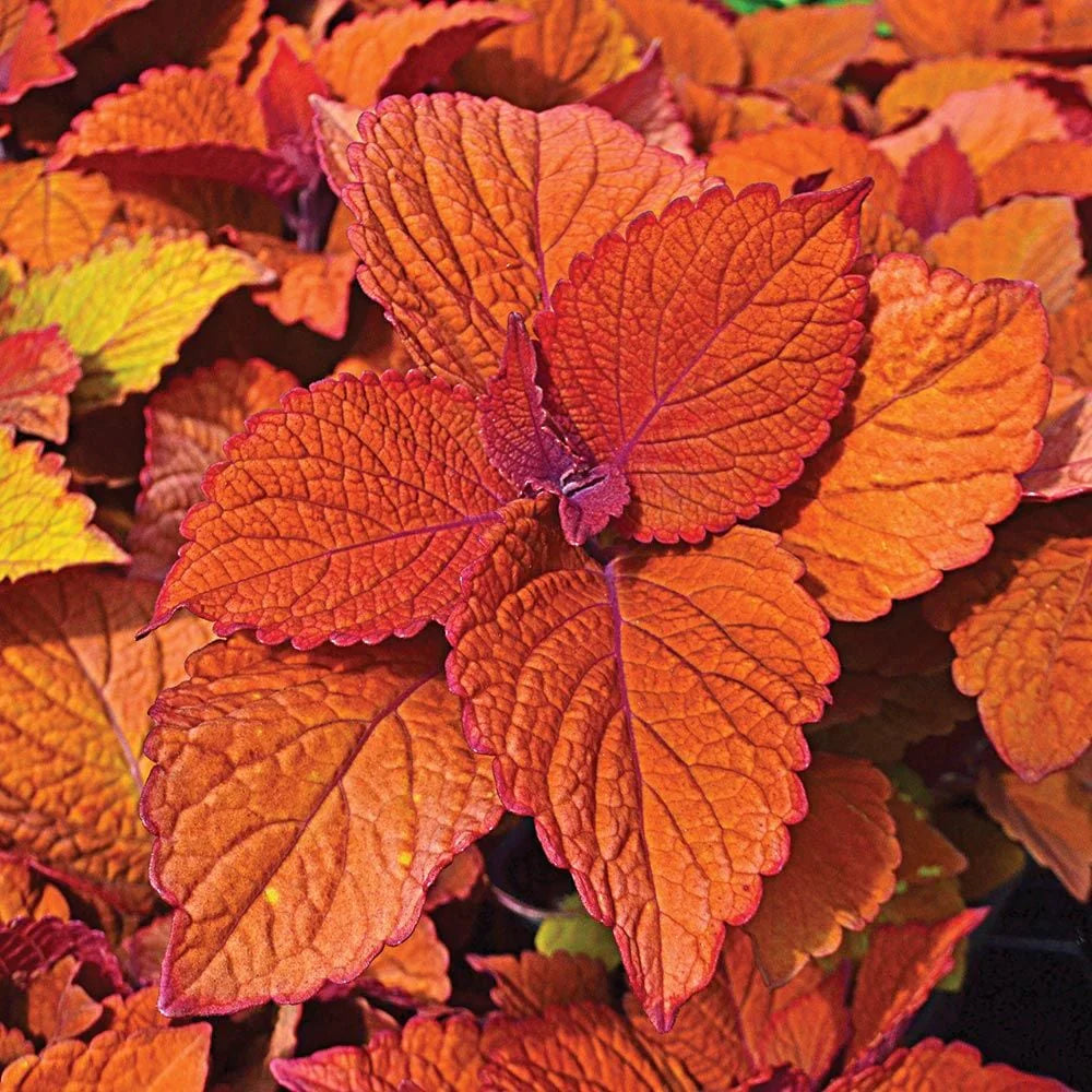 Deep Orange flower seeds