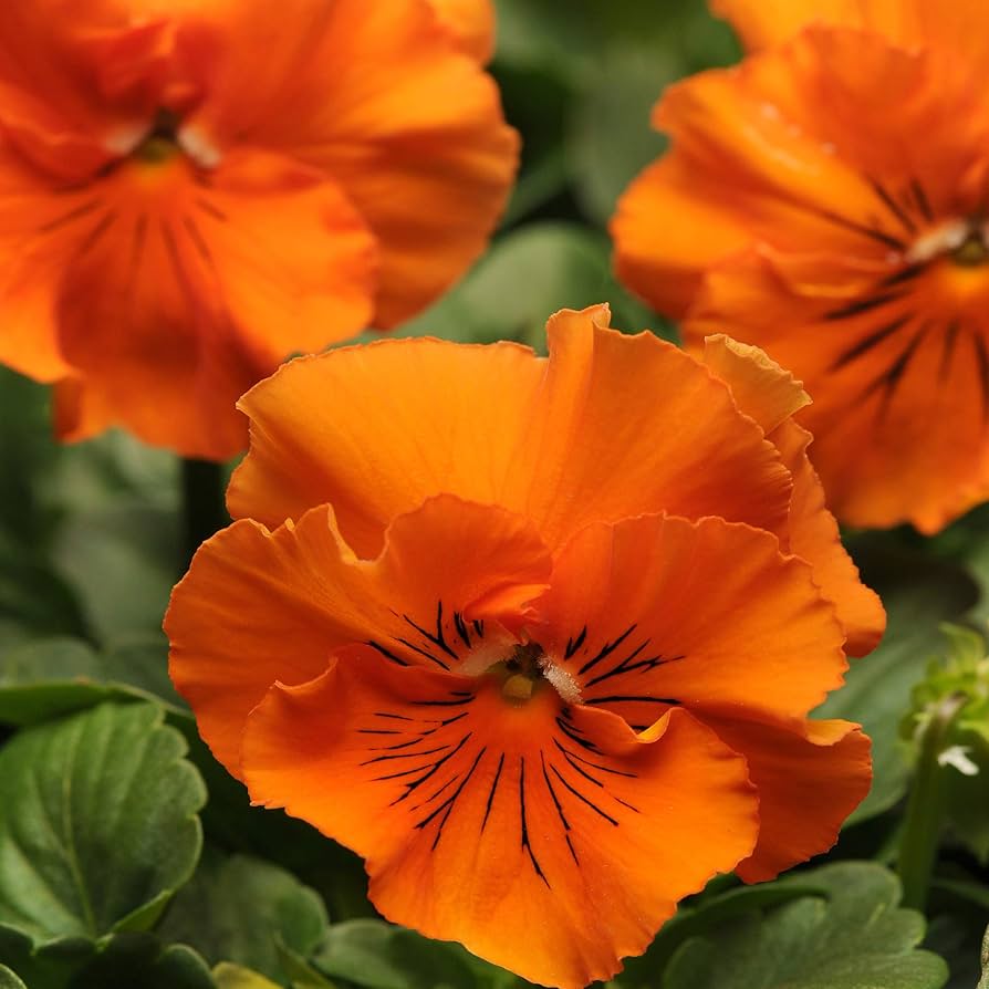Orange Frizzle flower seeds