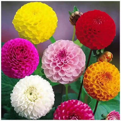 Dahlia flower seeds