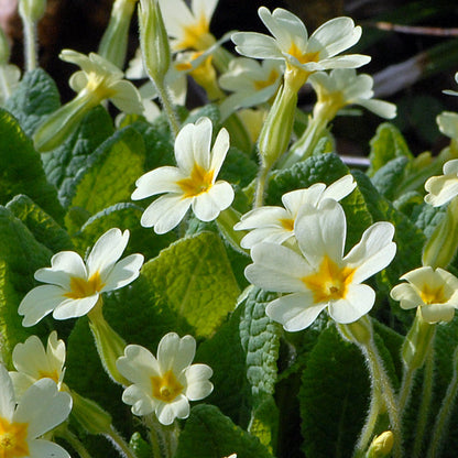 Primula flower seeds