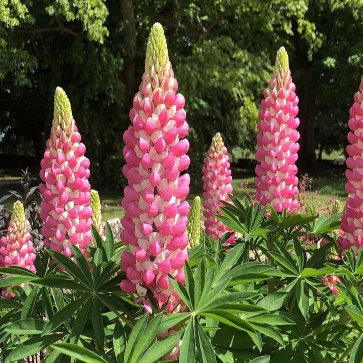 Pink Lupine flower seeds