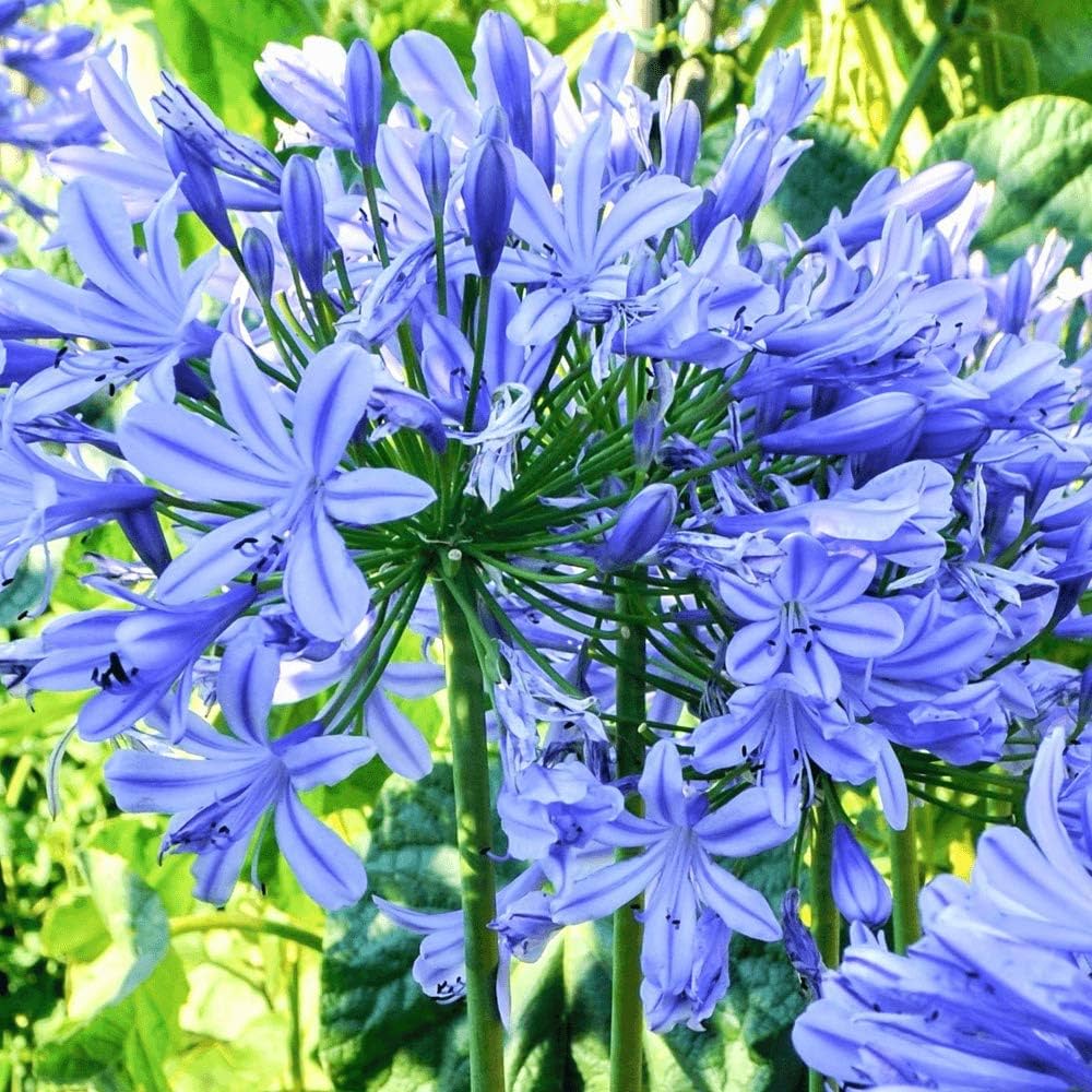 Blue Agapanthus flower seeds