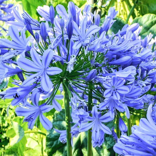 Blue Agapanthus flower seeds
