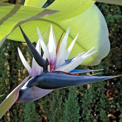 Strelitzia flower seeds