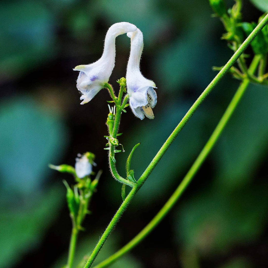 White Swan flower seeds