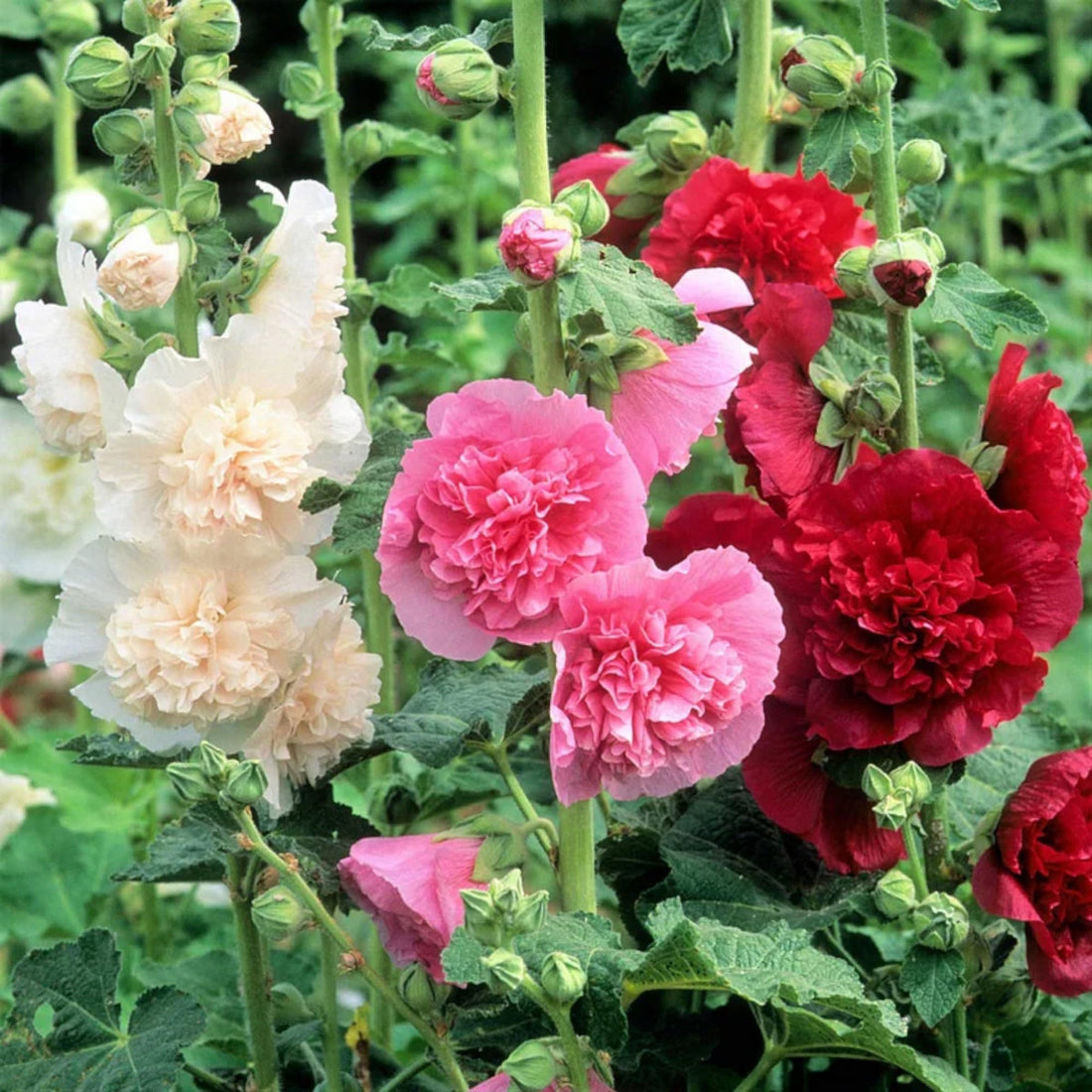 Hollyhock Carnival flower seeds