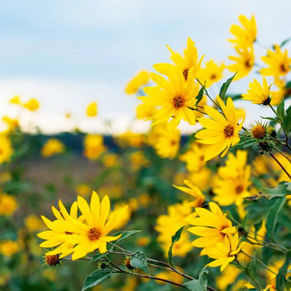 Yellow Heliopsis flower seeds