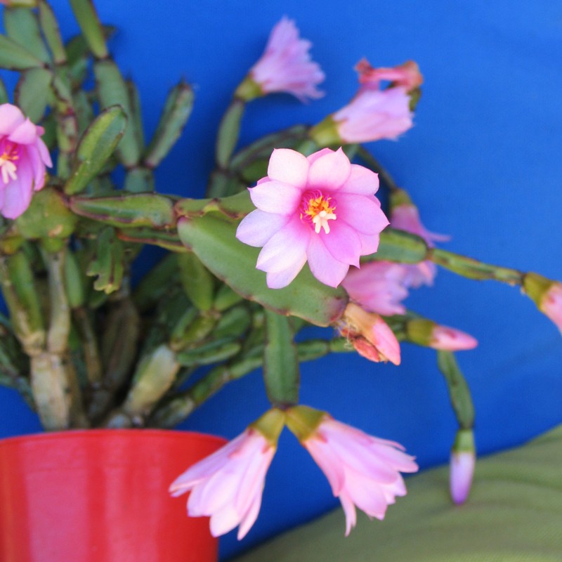 Hatiora flower seeds