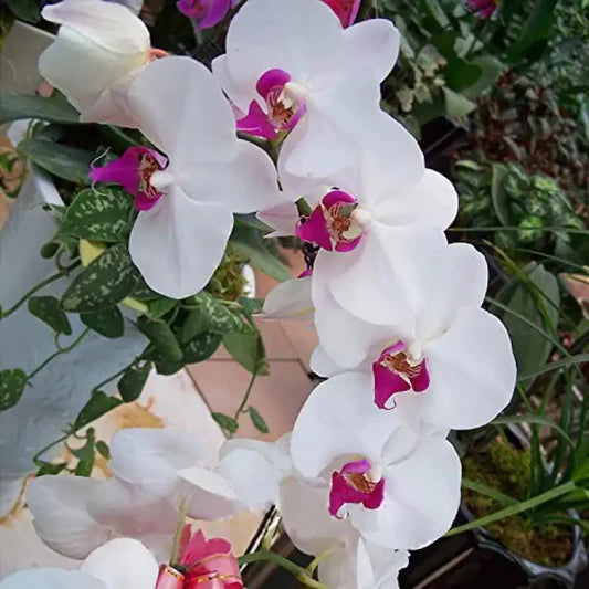 White Butterfly flower seeds