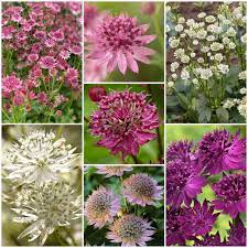 Astrantia flower seeds