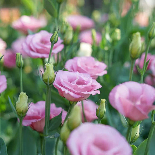 Pink Lisianthus flower seeds