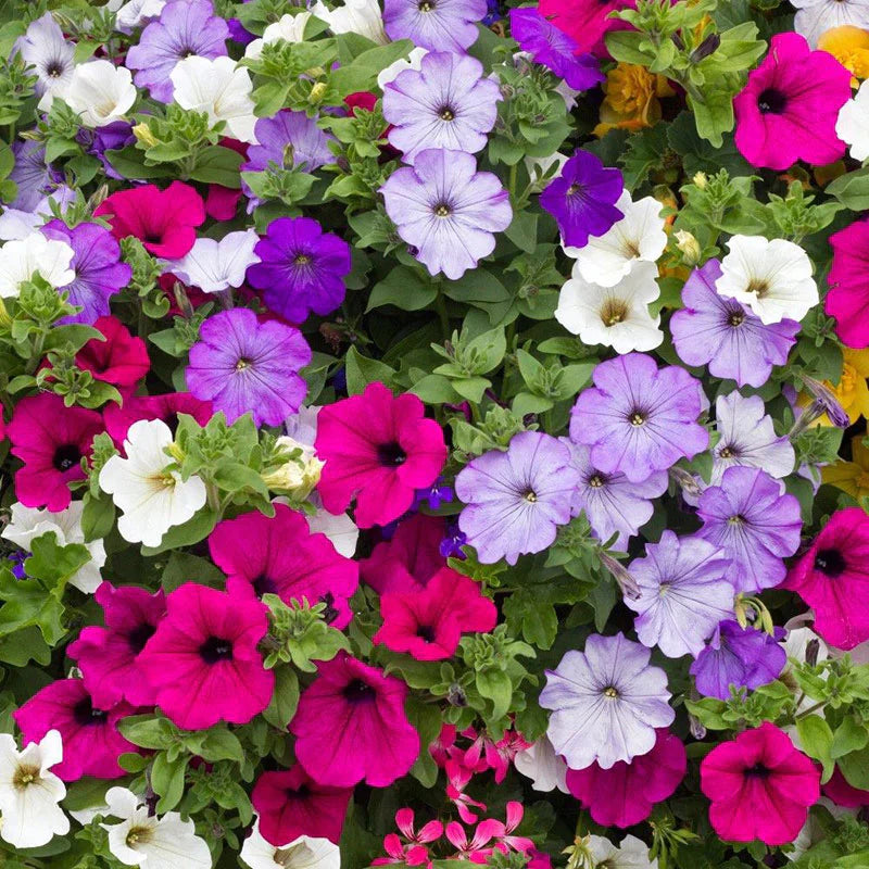 Laura flower seeds