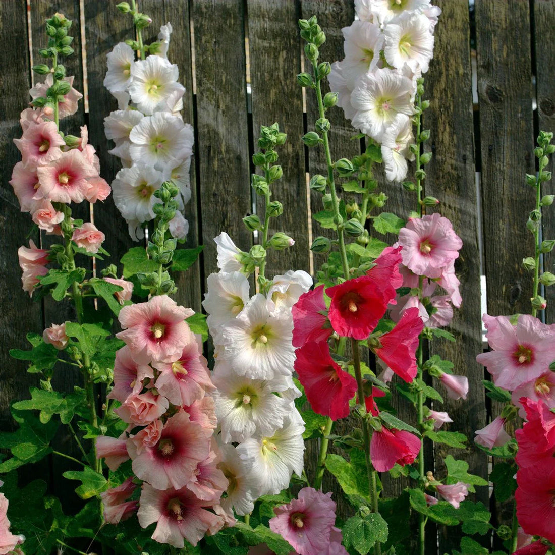 Hollyhock flower seeds