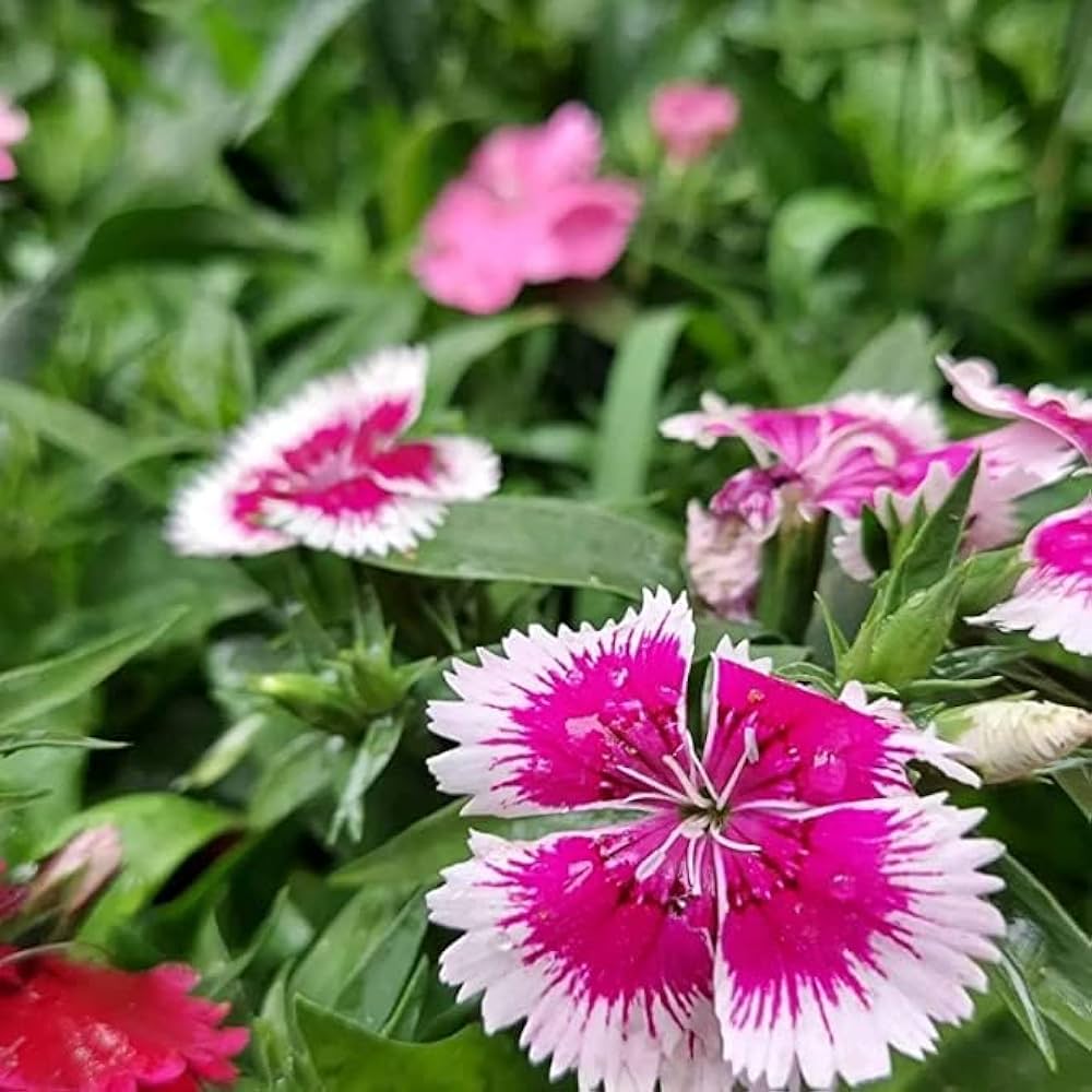 Pink White flower seeds