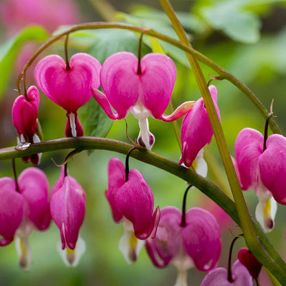 Bleeding Heart flower seeds