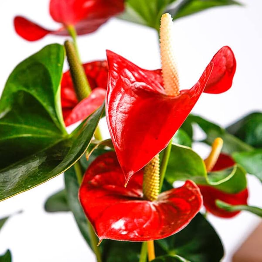 Anthurium flower seeds