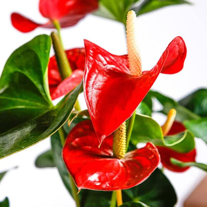 Anthurium flower seeds