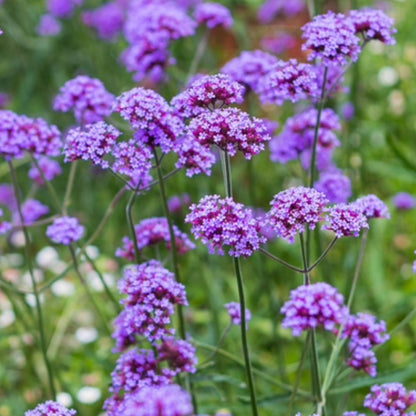 Verbena flower seeds