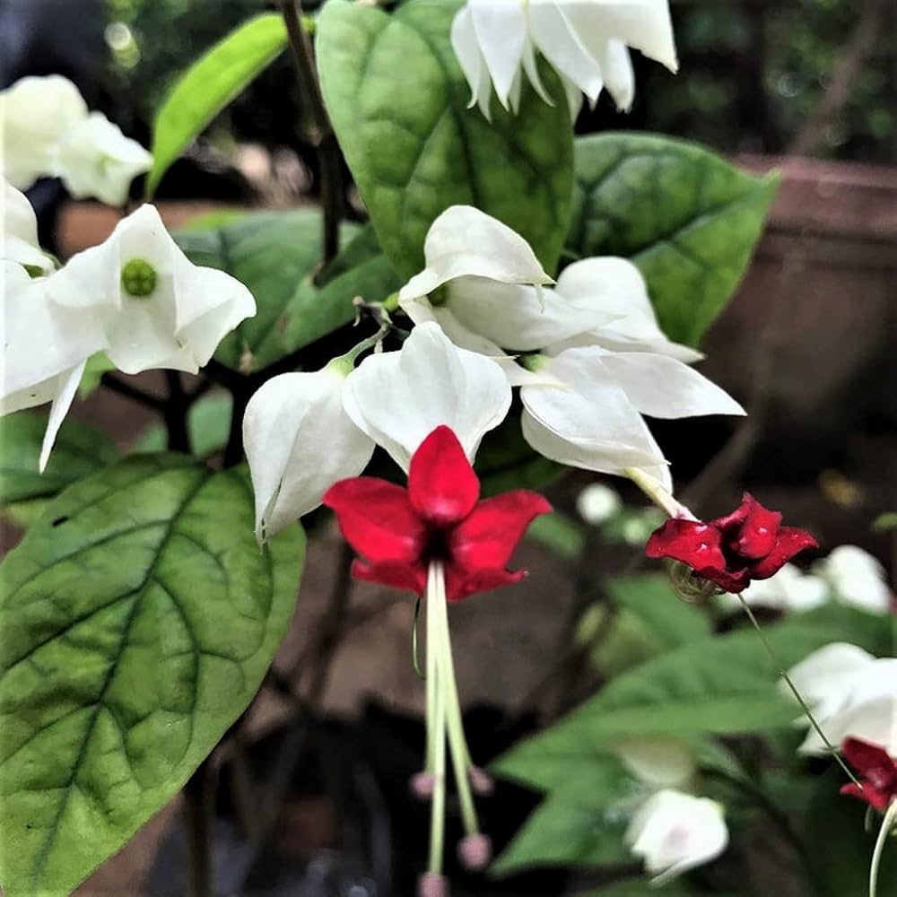 Clerodendrum flower seeds
