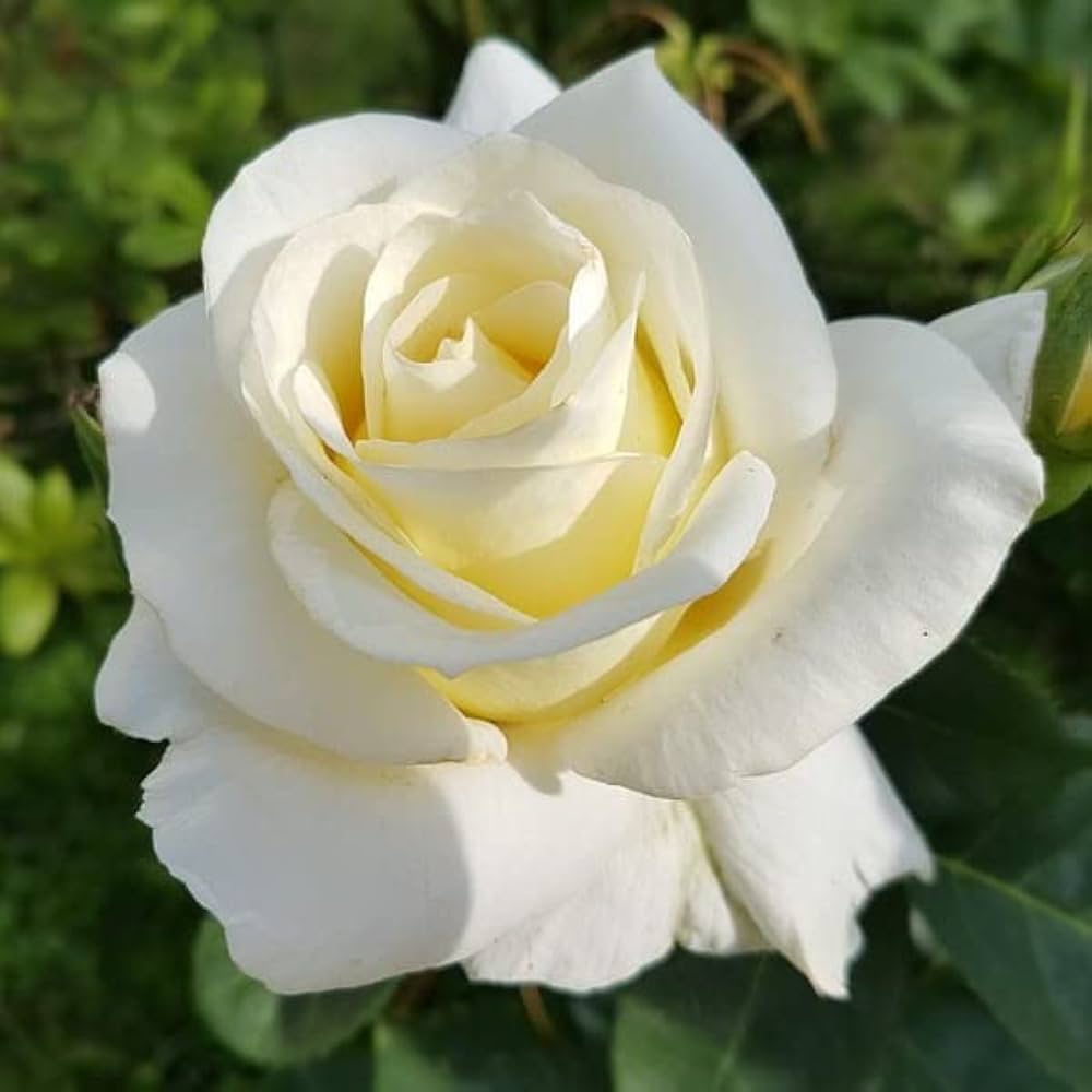 White Rose flower seeds