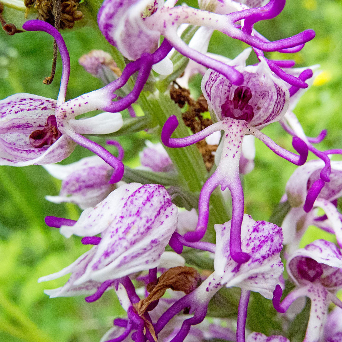 Purple Dracula flower seeds