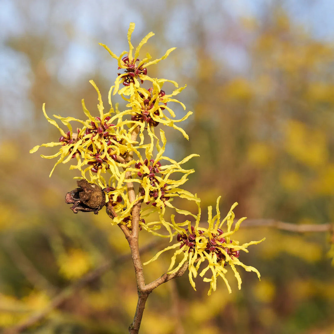 Zaubernuss Hamamelis flower seeds