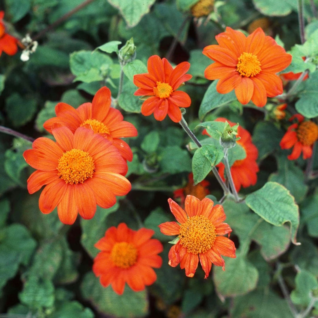 Tithonia flower seeds