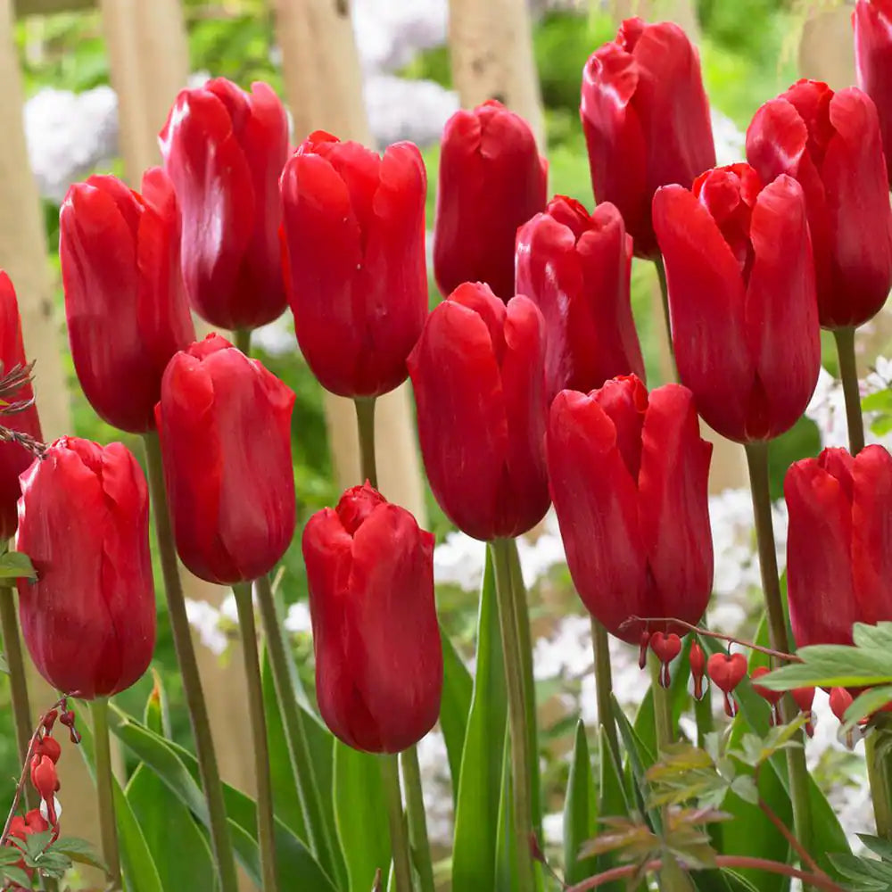 Tulip flower seeds