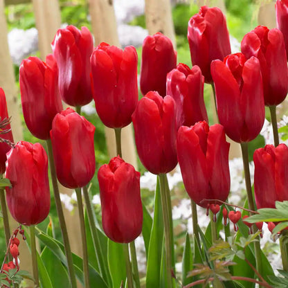 Tulip flower seeds