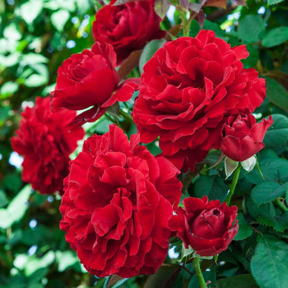 Red Climbing flower seeds