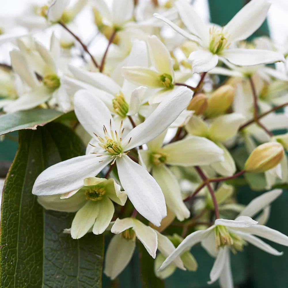 Clematis Montana flower seeds