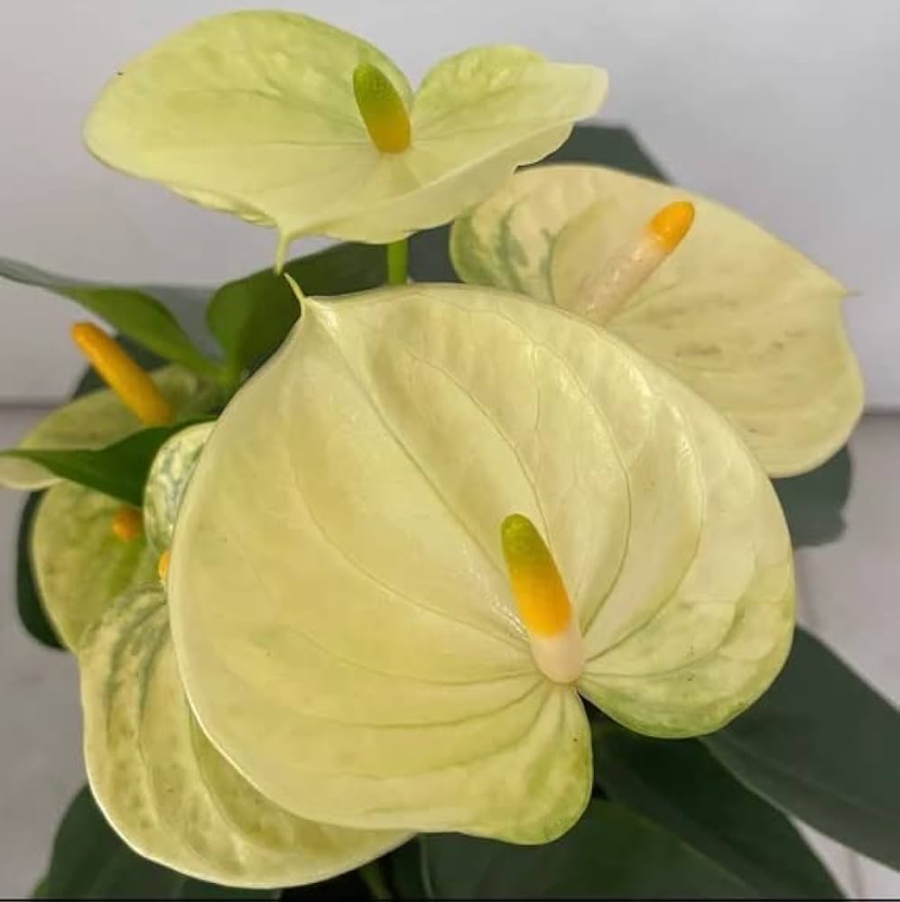 Light Yellow flower seeds