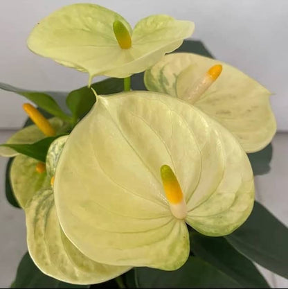 Light Yellow flower seeds