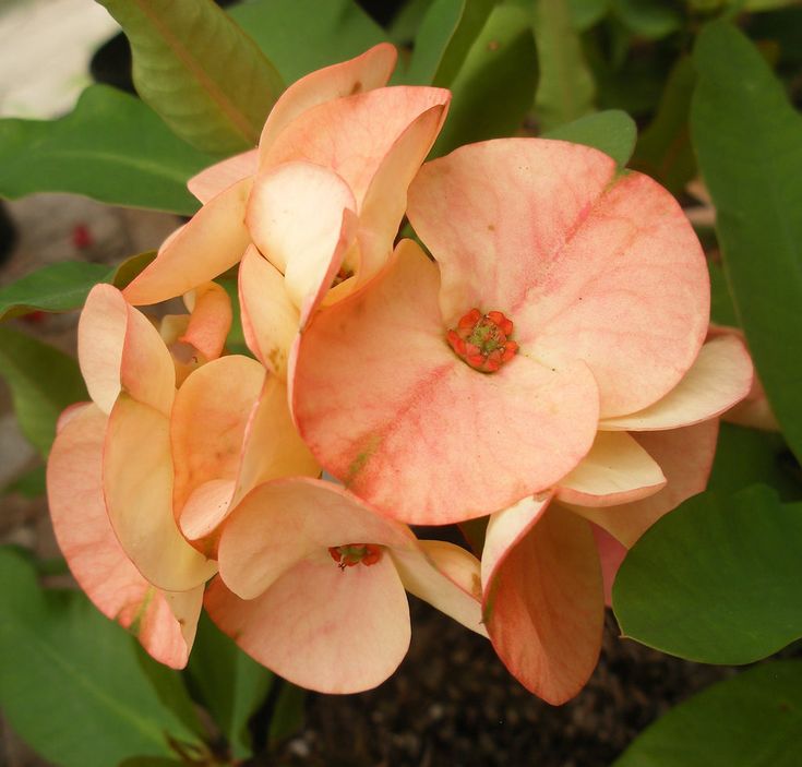Pale Pink flower seeds