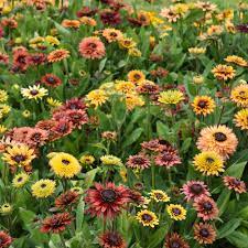 Rudbeckia Sahar flower seeds