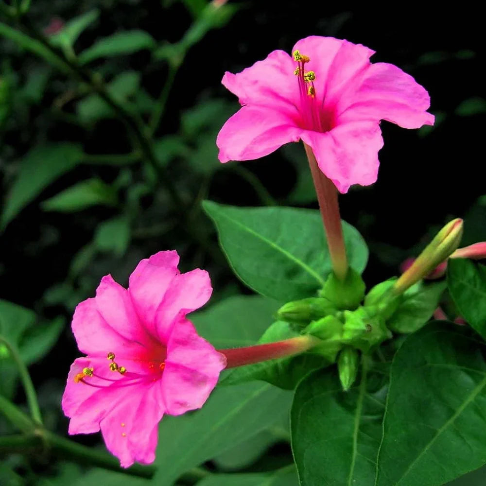 Mirabilis Jalapa flower seeds