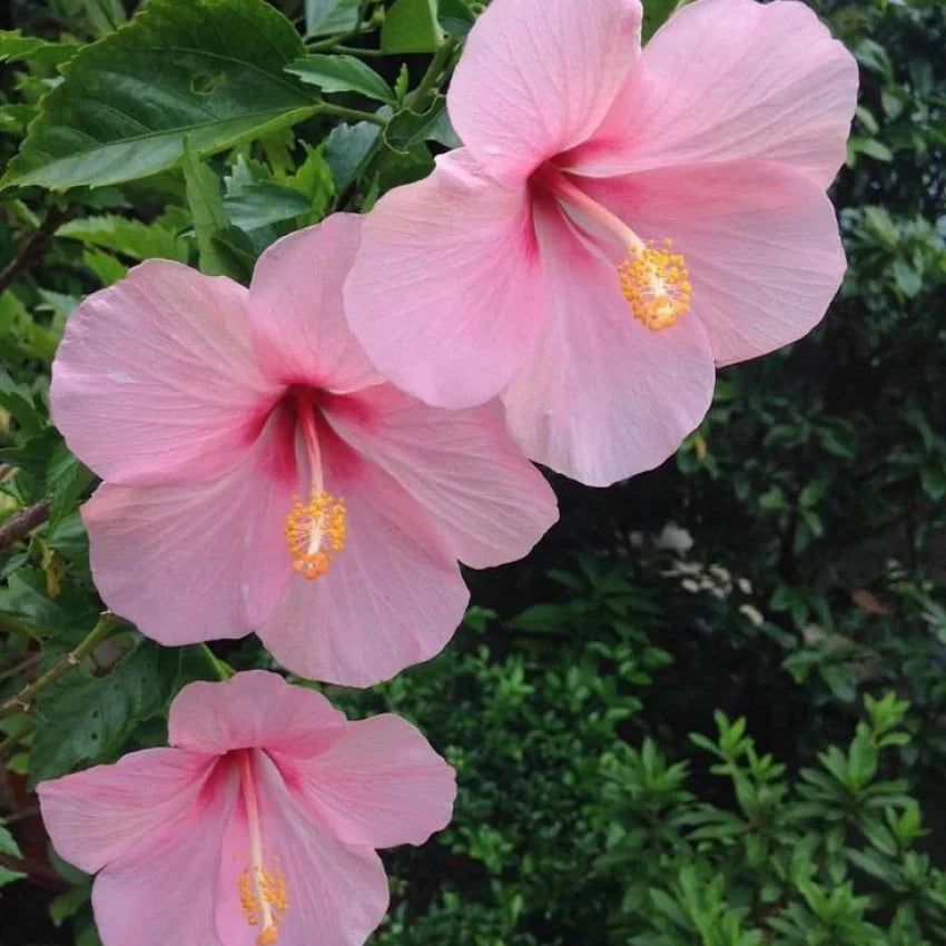 Baby Pink flower seeds