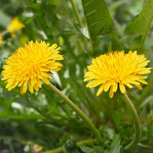 Taraxacum flower seeds