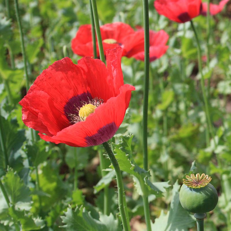 Somniferum flower seeds