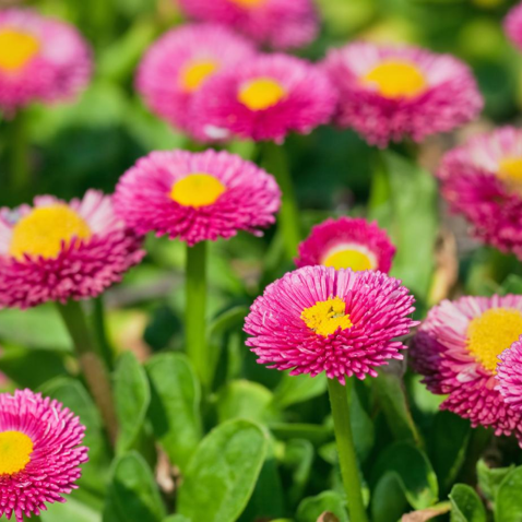 Pink Bellis flower seeds