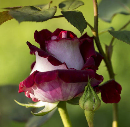 Maroon And flower seeds